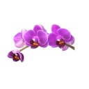 Goyer Kyer, Gabrielle